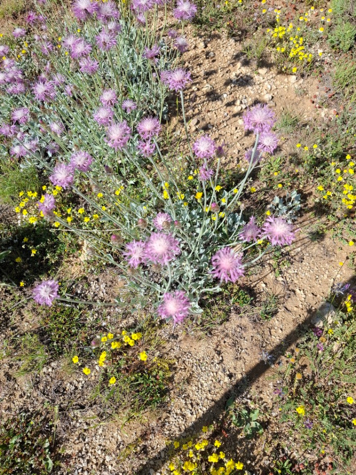 Psephellus mucroniferus