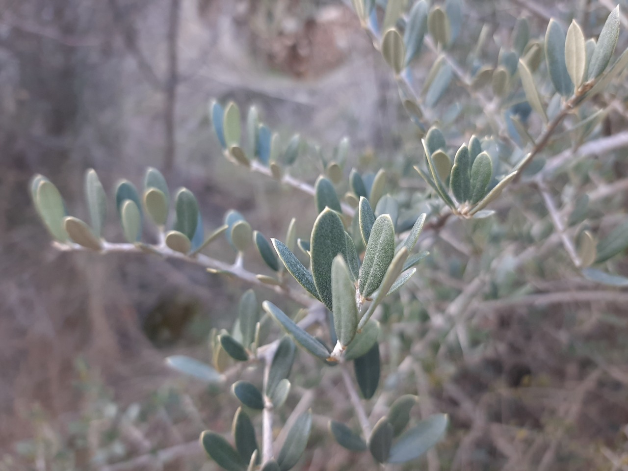 Olea europaea