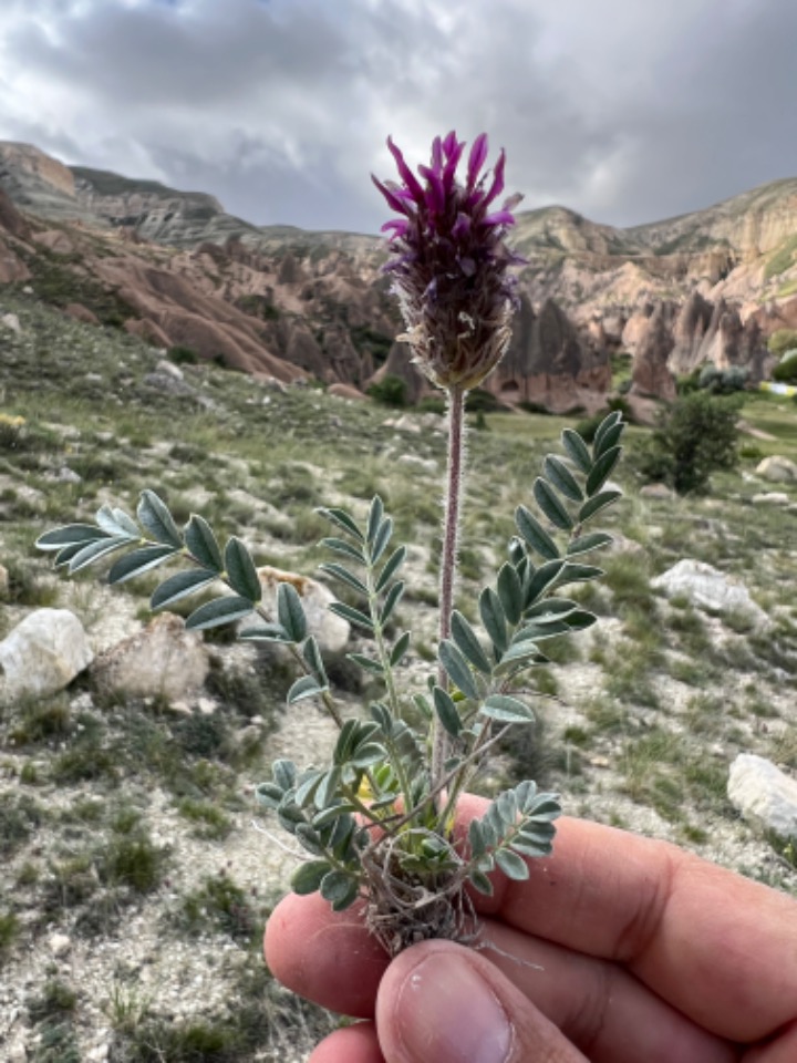 Astragalus stenosemius