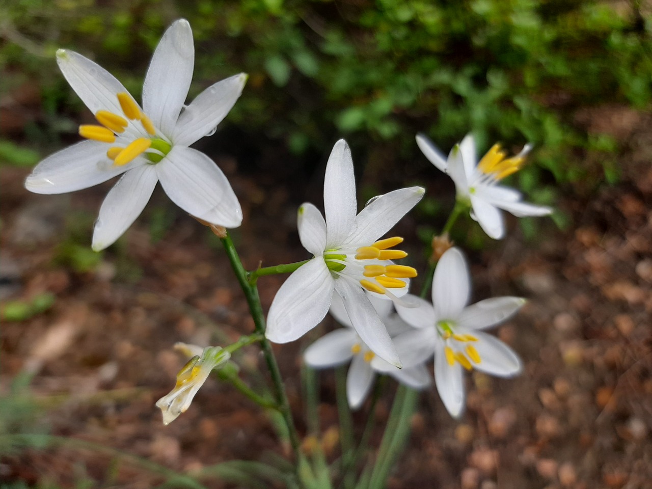 Anthericum ramosum