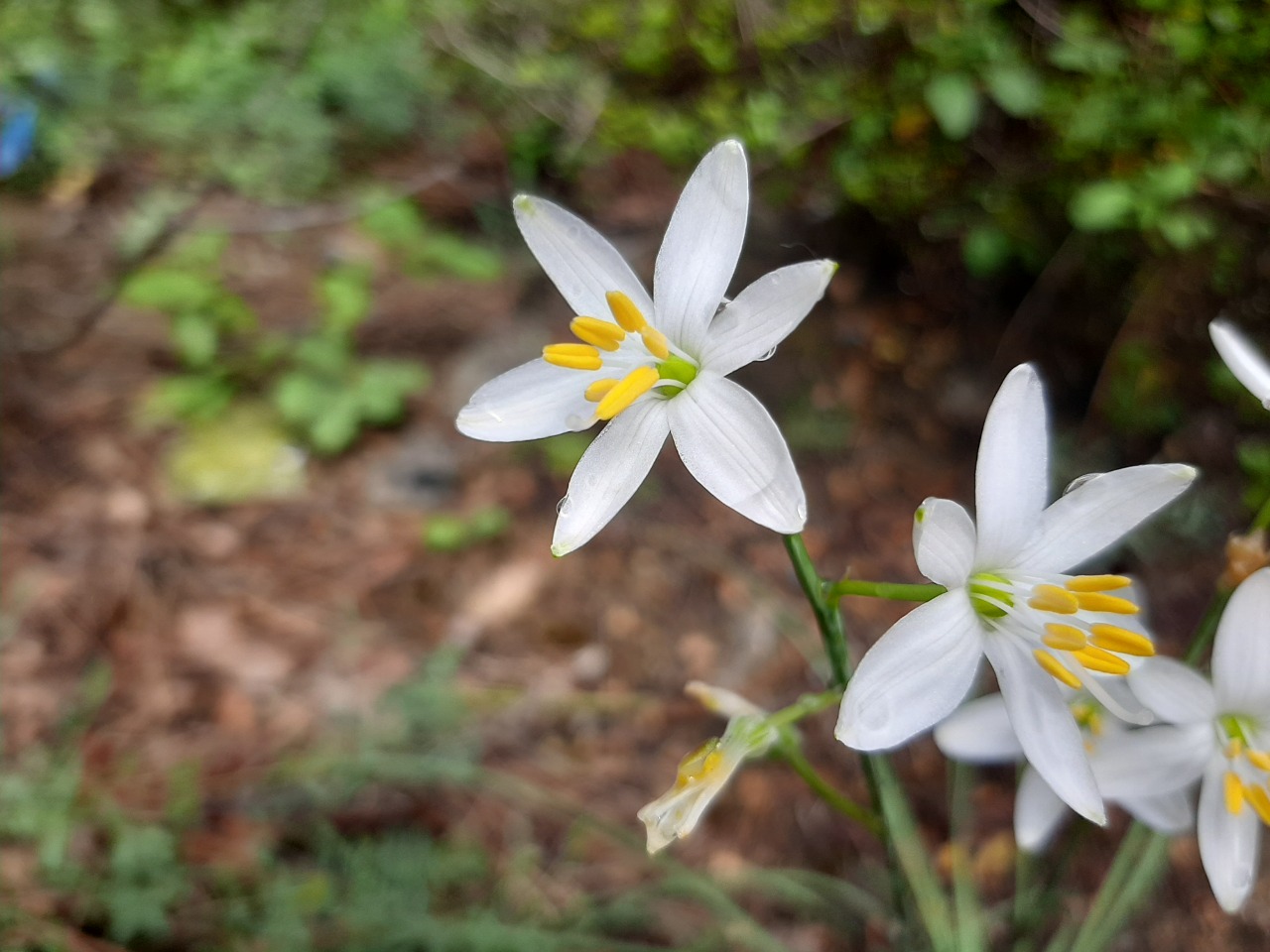 Anthericum ramosum