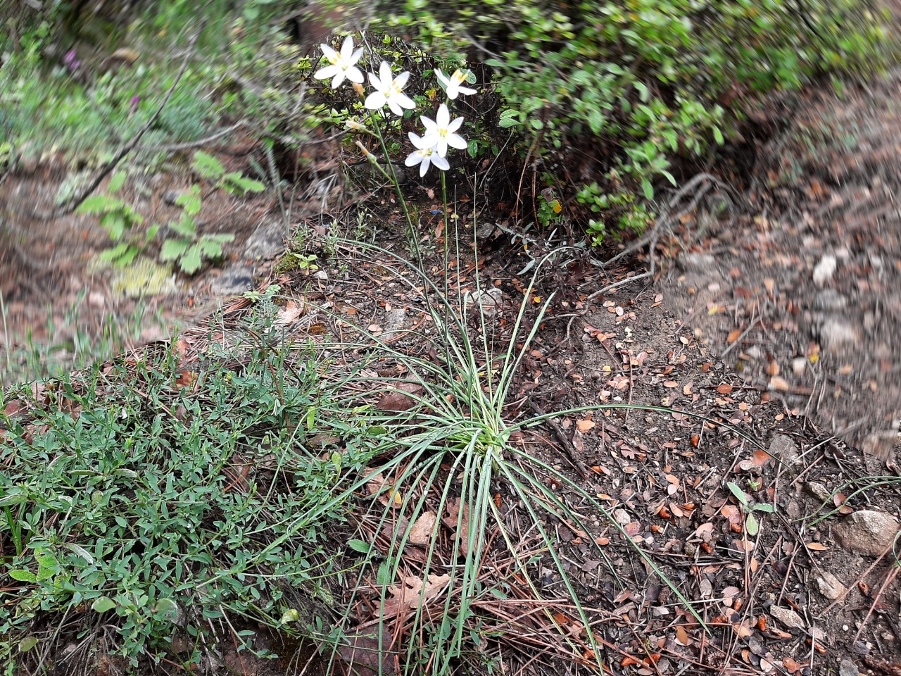 Anthericum ramosum