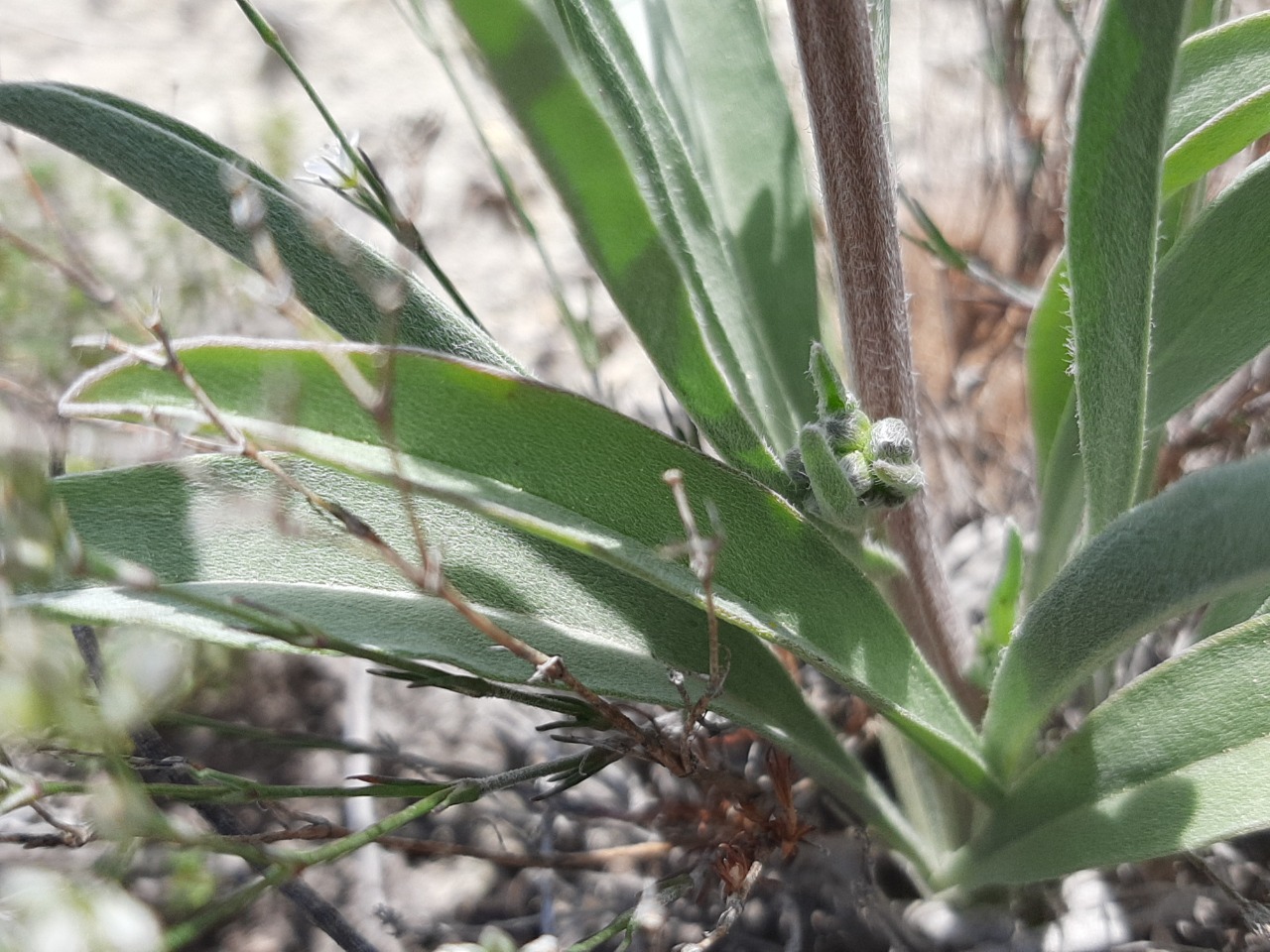 Mattiastrum calycinum