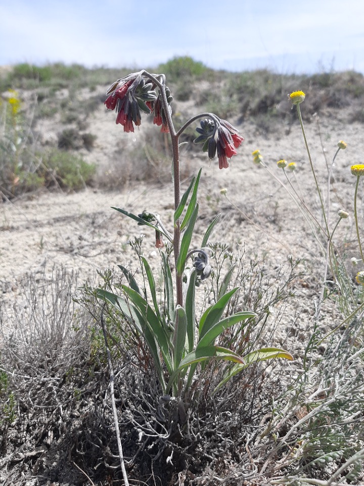 Mattiastrum calycinum