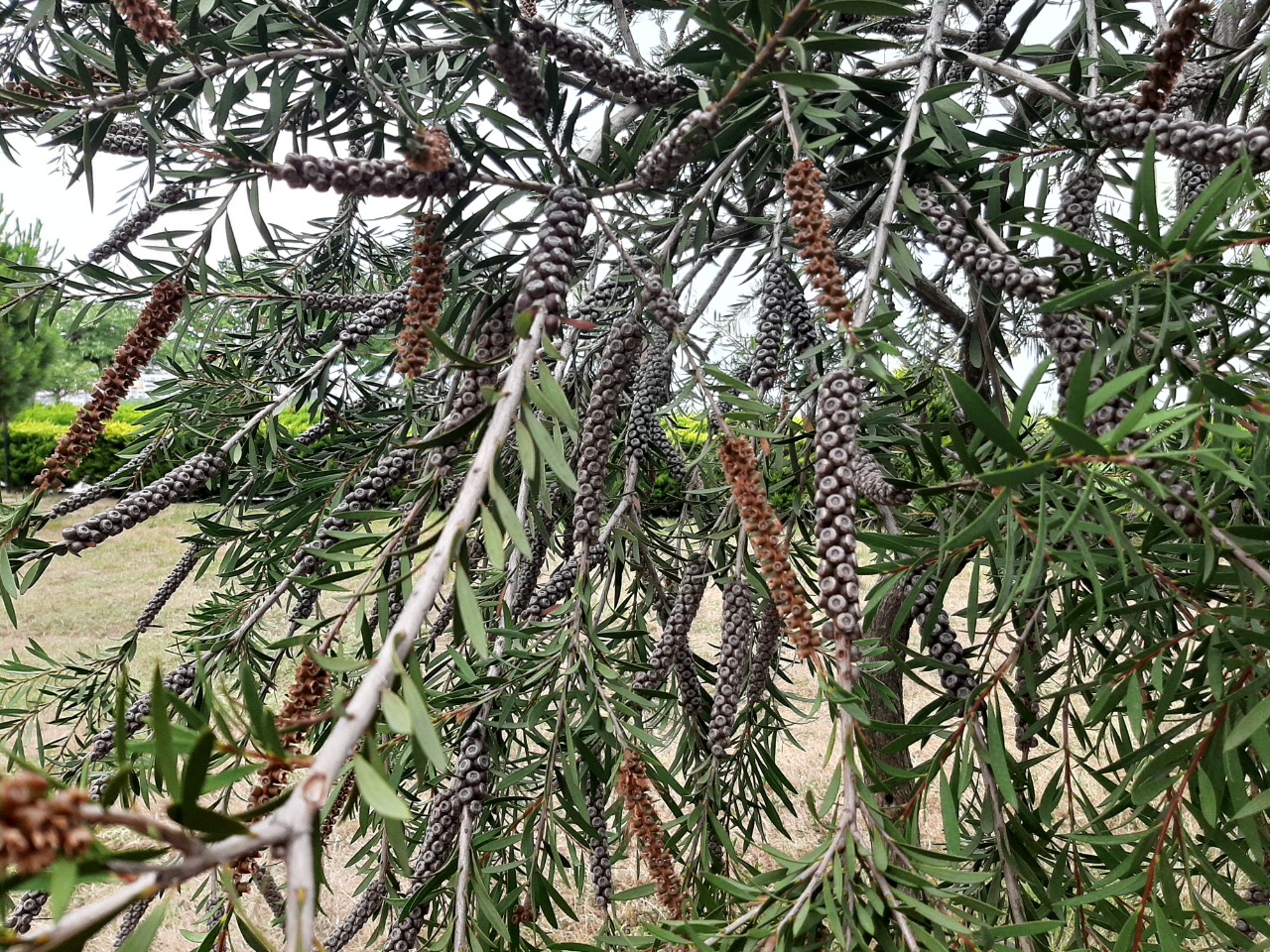 Melaleuca citrina