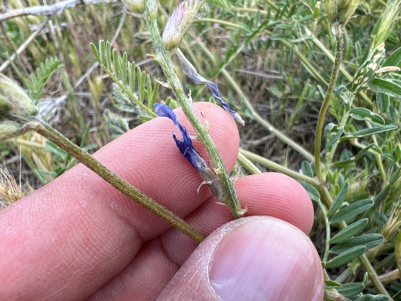 Astragalus onobrychis