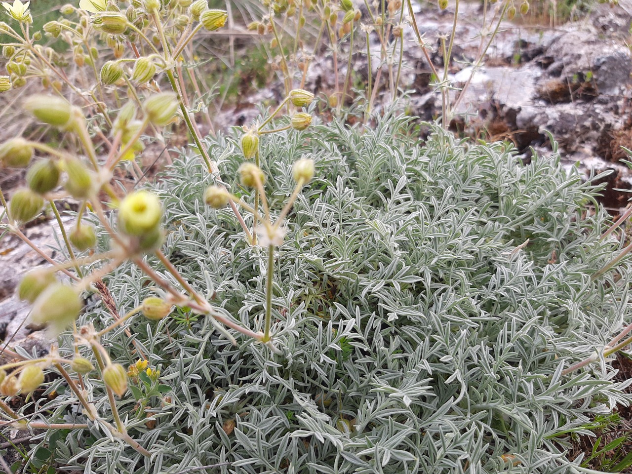 Erodium somanum