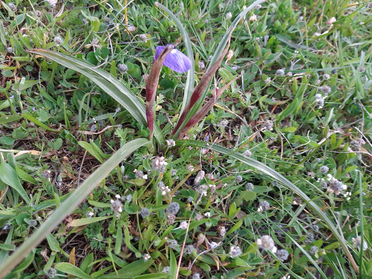 Moraea sisyrinchium
