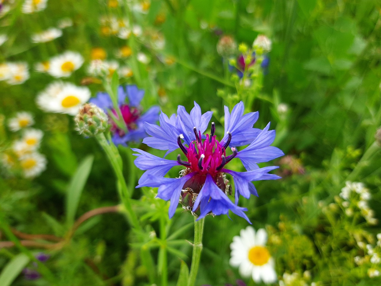 Centaurea depressa