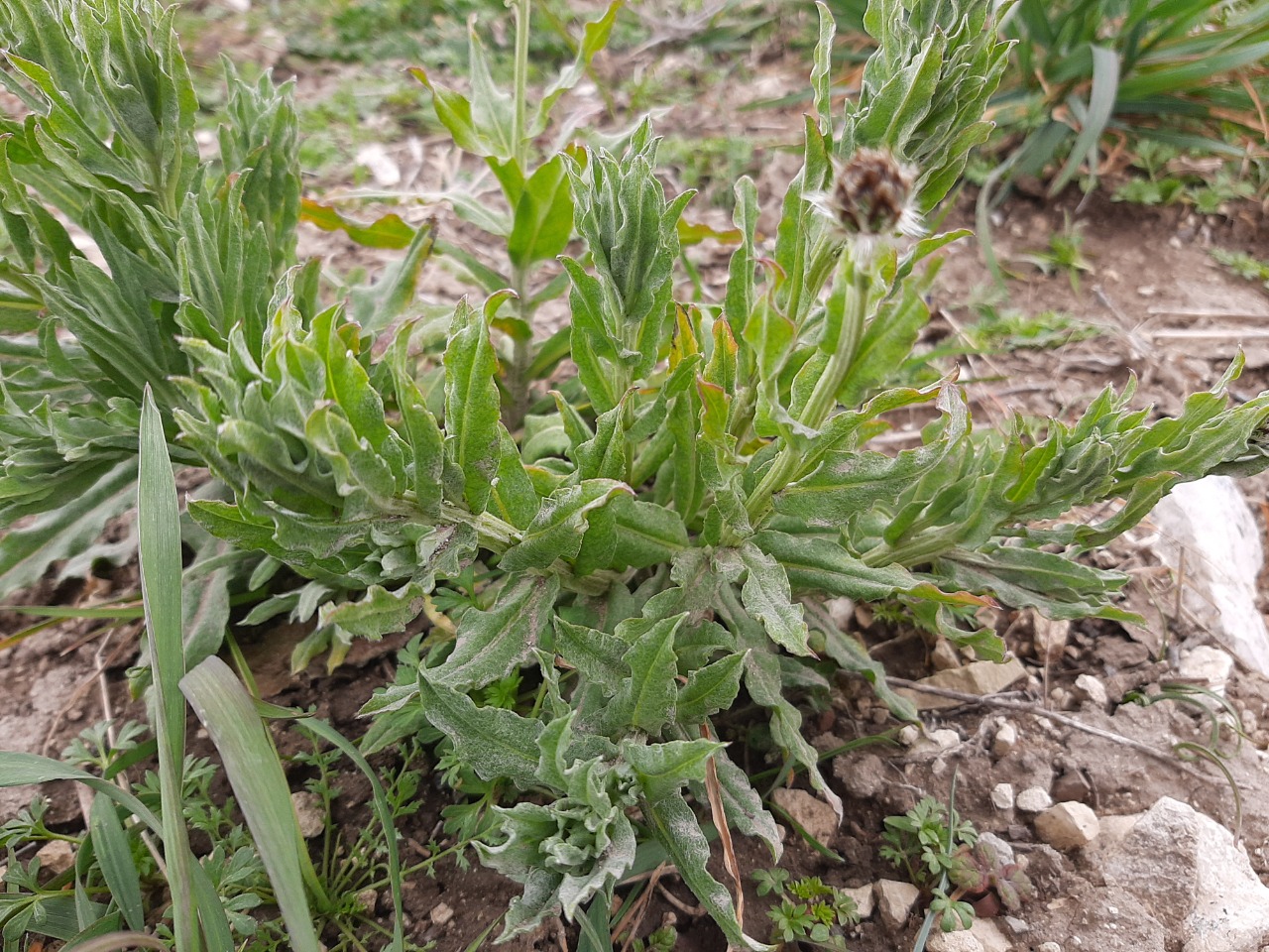 Centaurea depressa