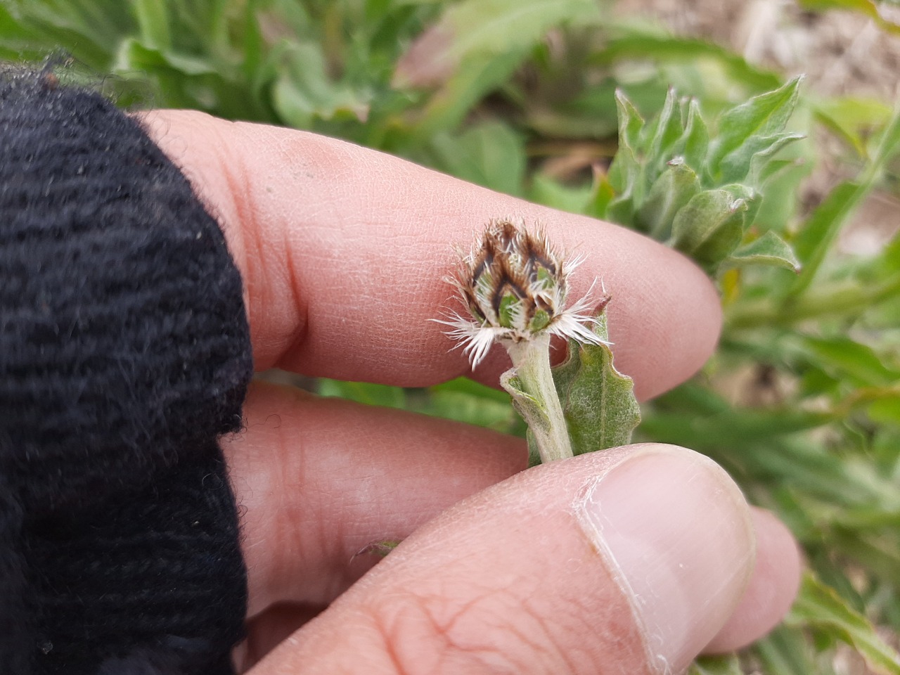 Centaurea depressa