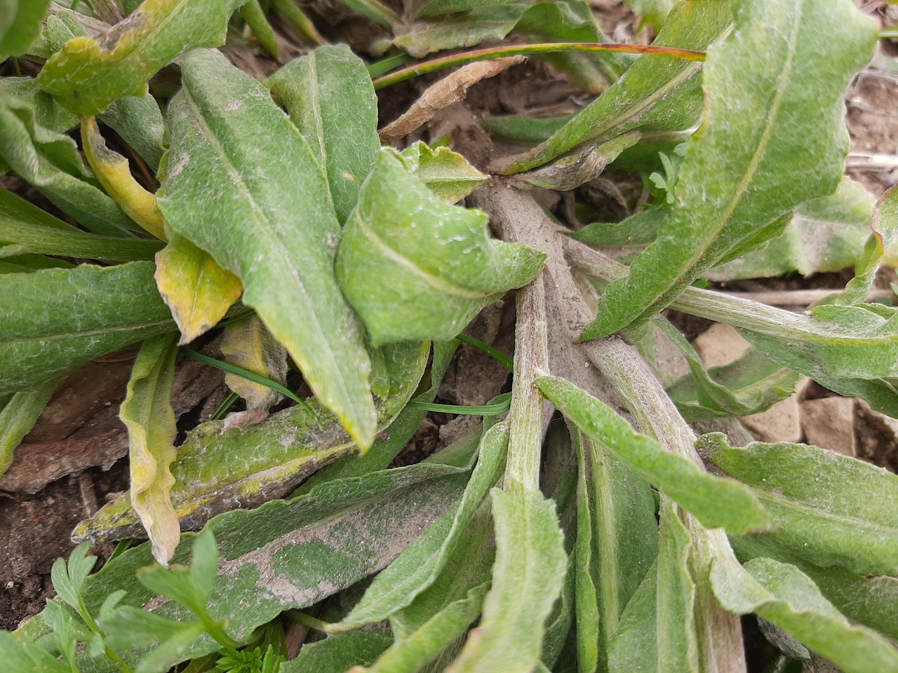 Centaurea depressa