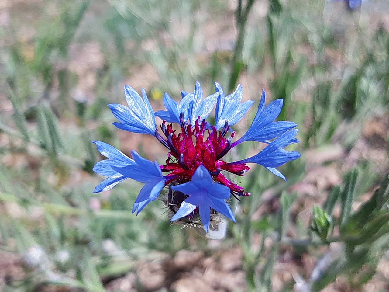 Centaurea depressa