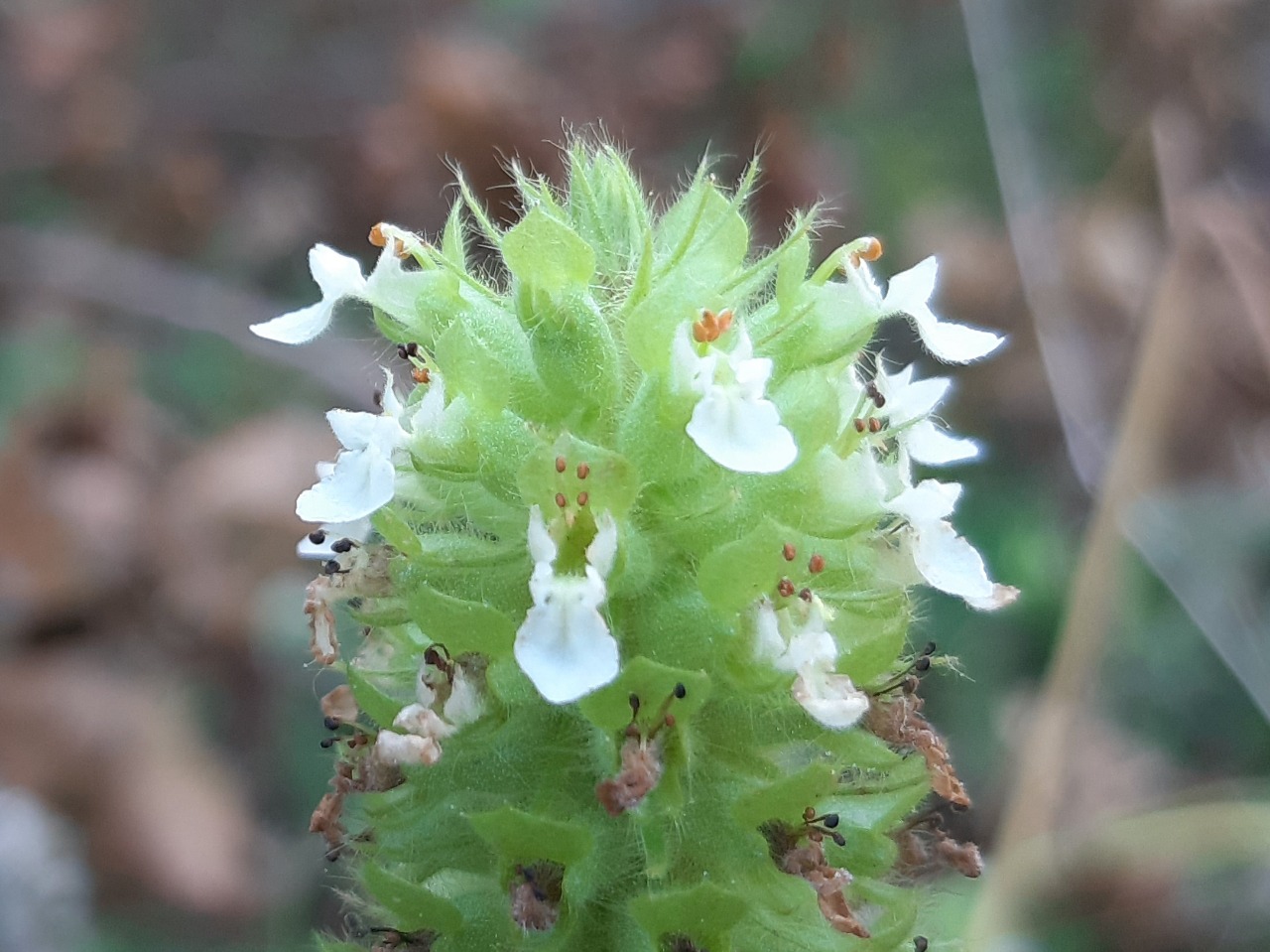 Teucrium lamiifolium