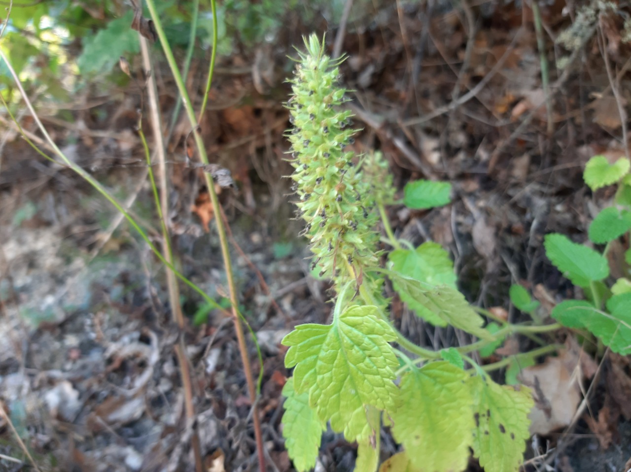 Teucrium lamiifolium