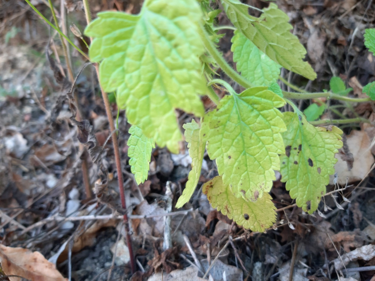 Teucrium lamiifolium