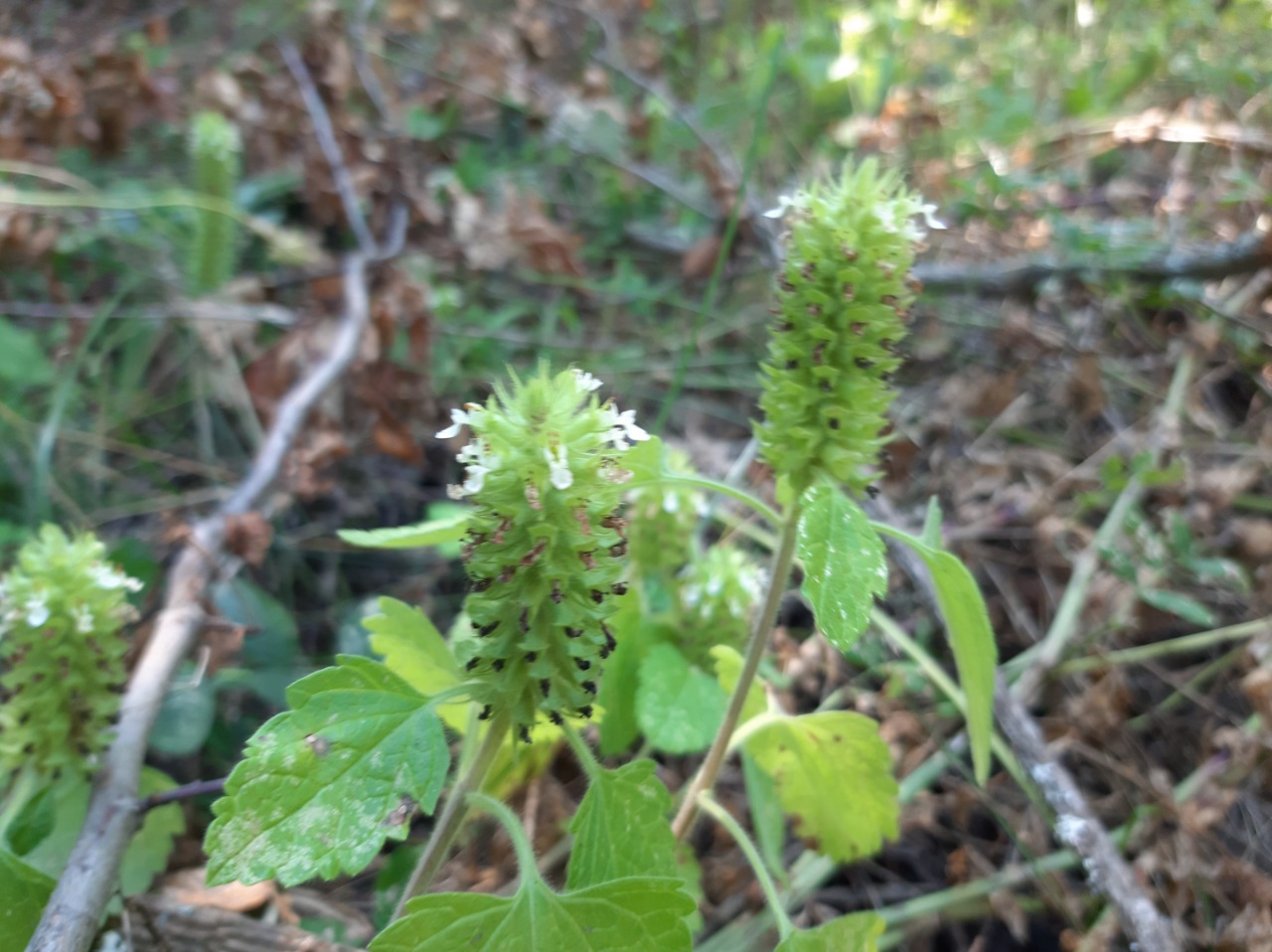 Teucrium lamiifolium