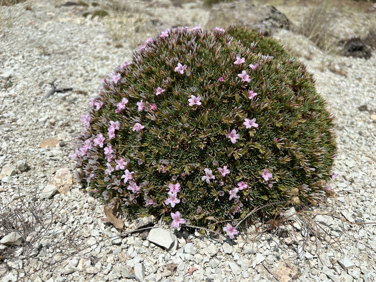 Acantholimon ulicinum