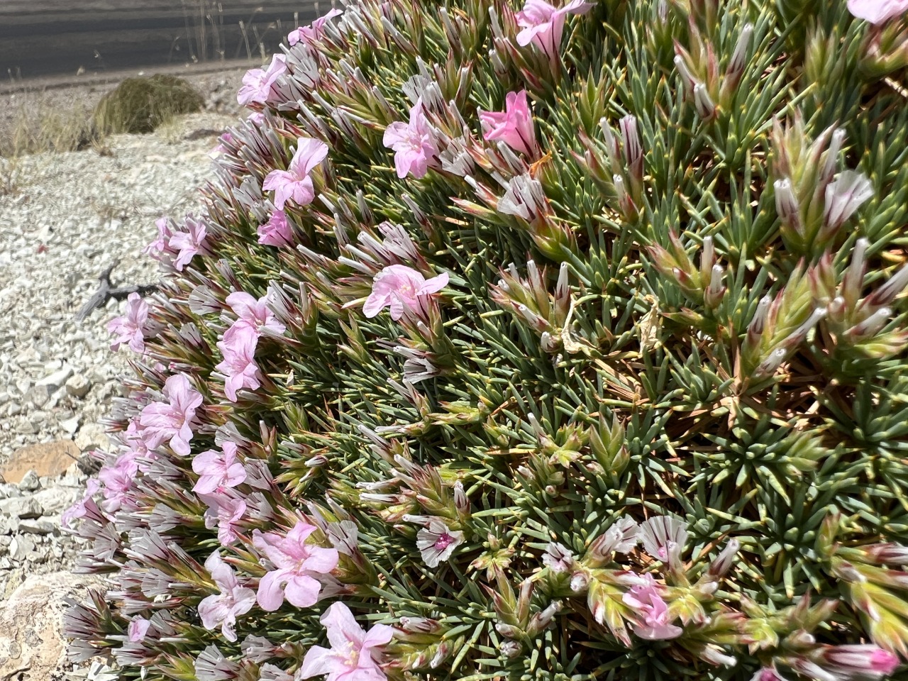 Acantholimon ulicinum