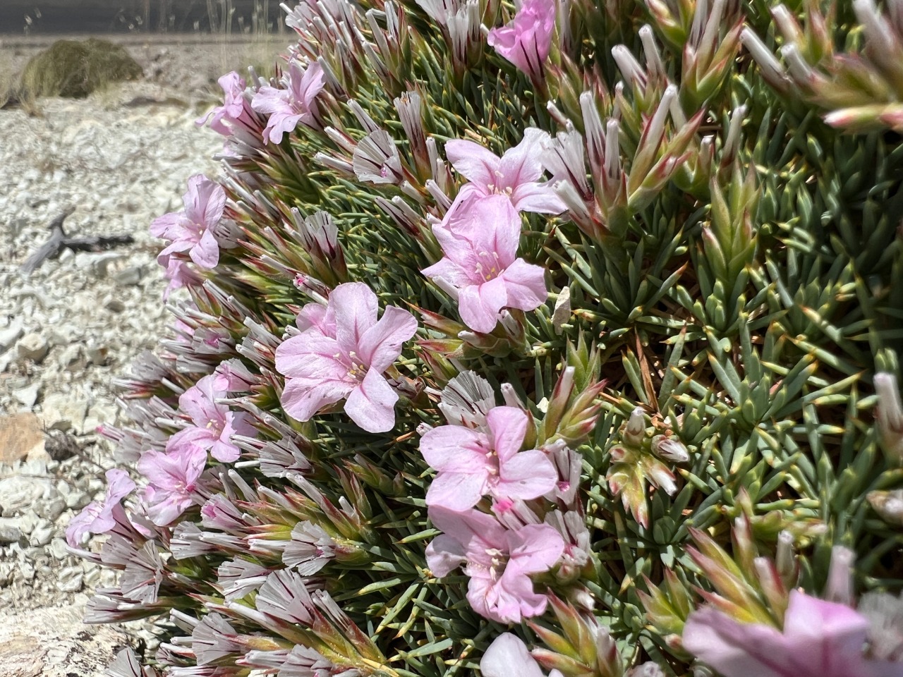 Acantholimon ulicinum