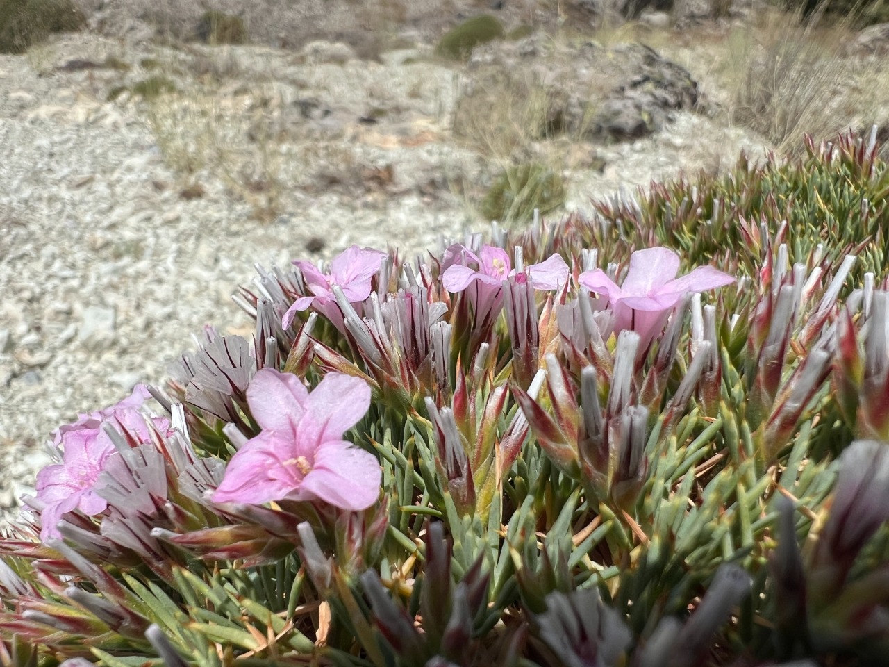 Acantholimon ulicinum