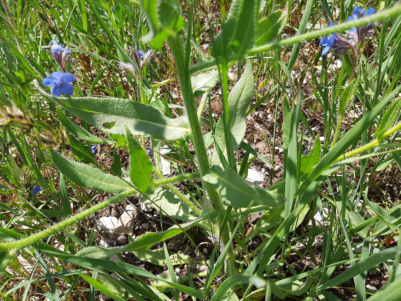 Anchusa azurea var. macrocarpa
