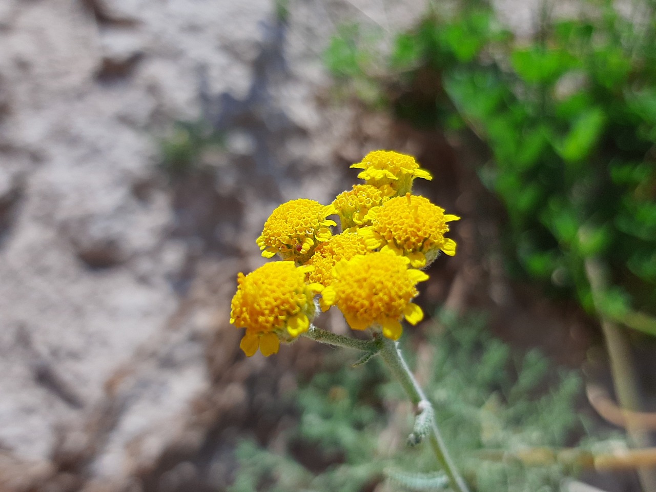 Achillea vermicularis