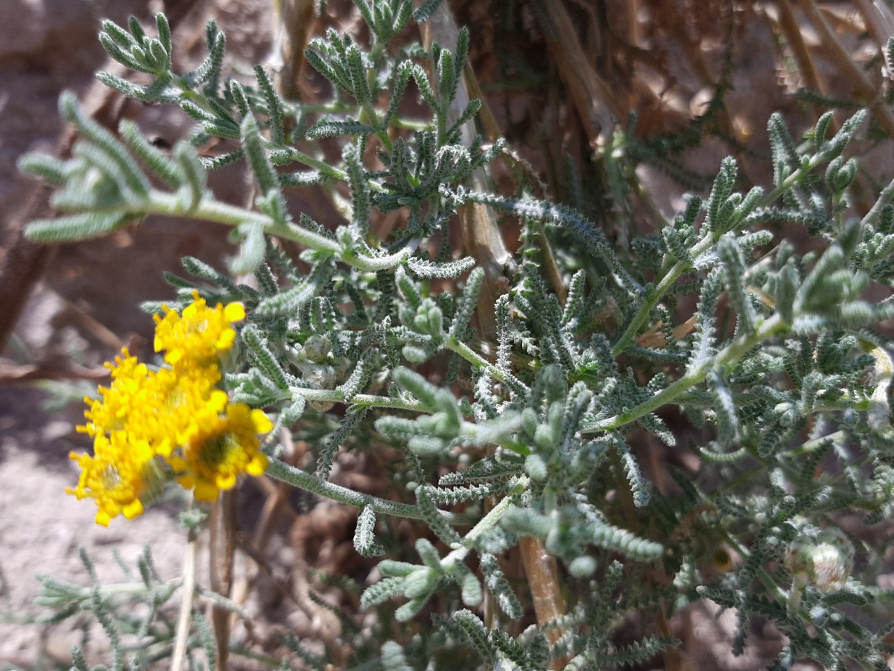 Achillea vermicularis