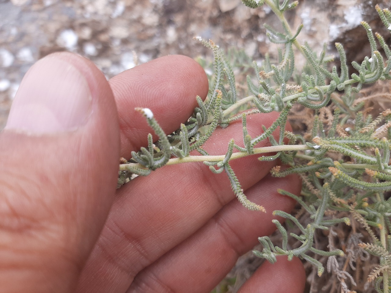 Achillea vermicularis