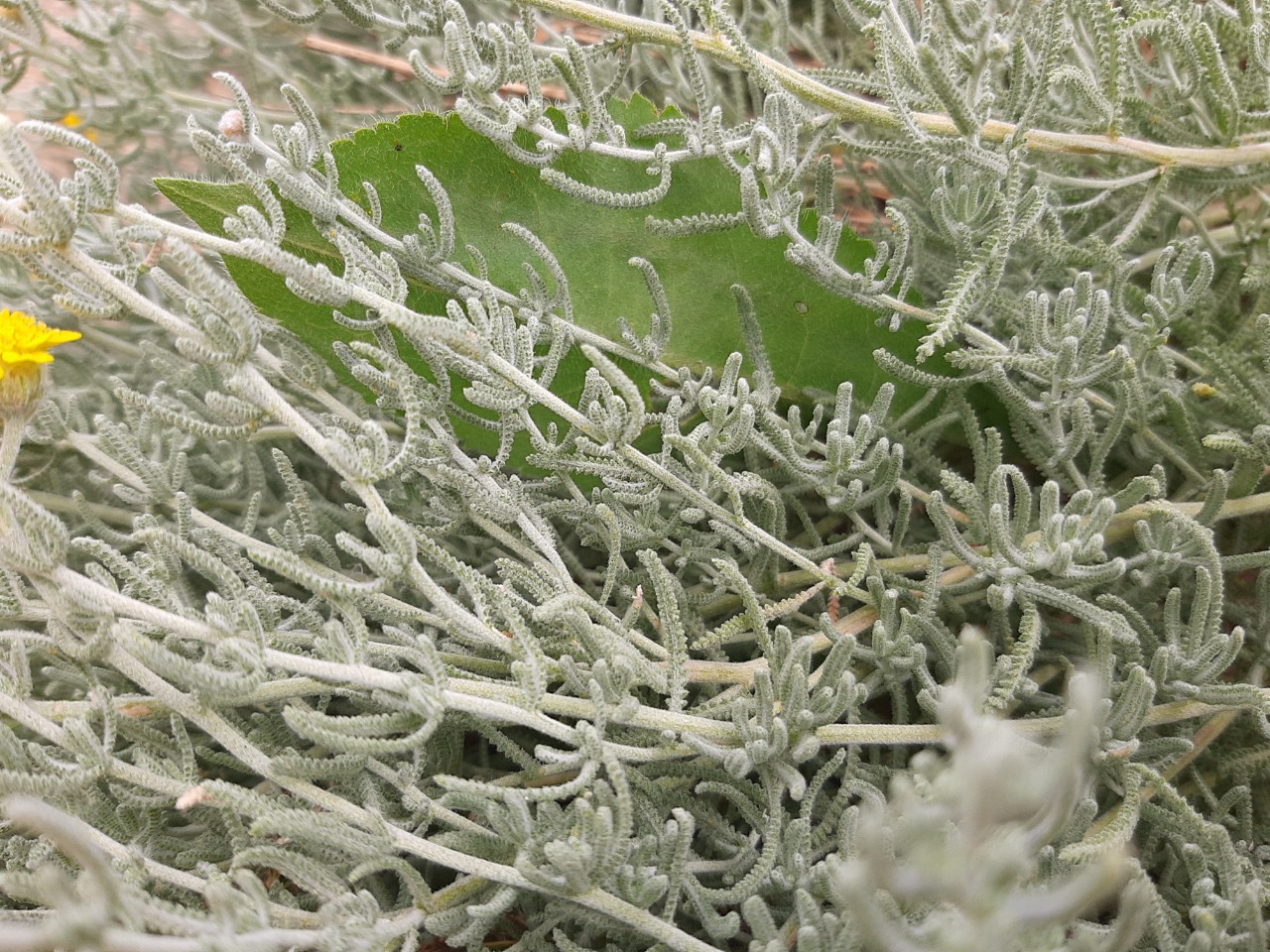 Achillea vermicularis