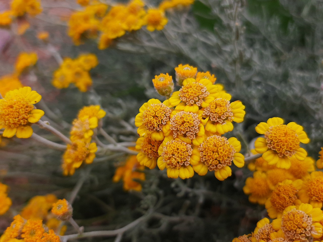 Achillea vermicularis