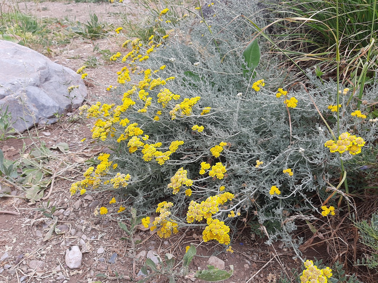 Achillea vermicularis