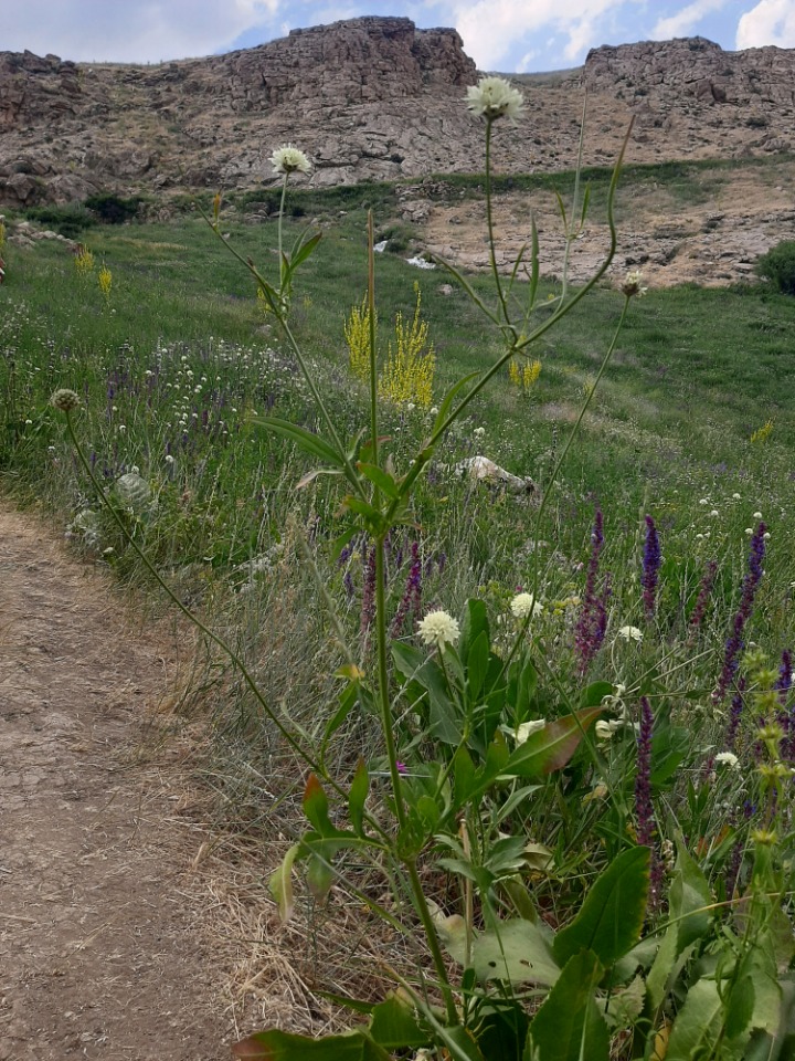 Cephalaria speciosa