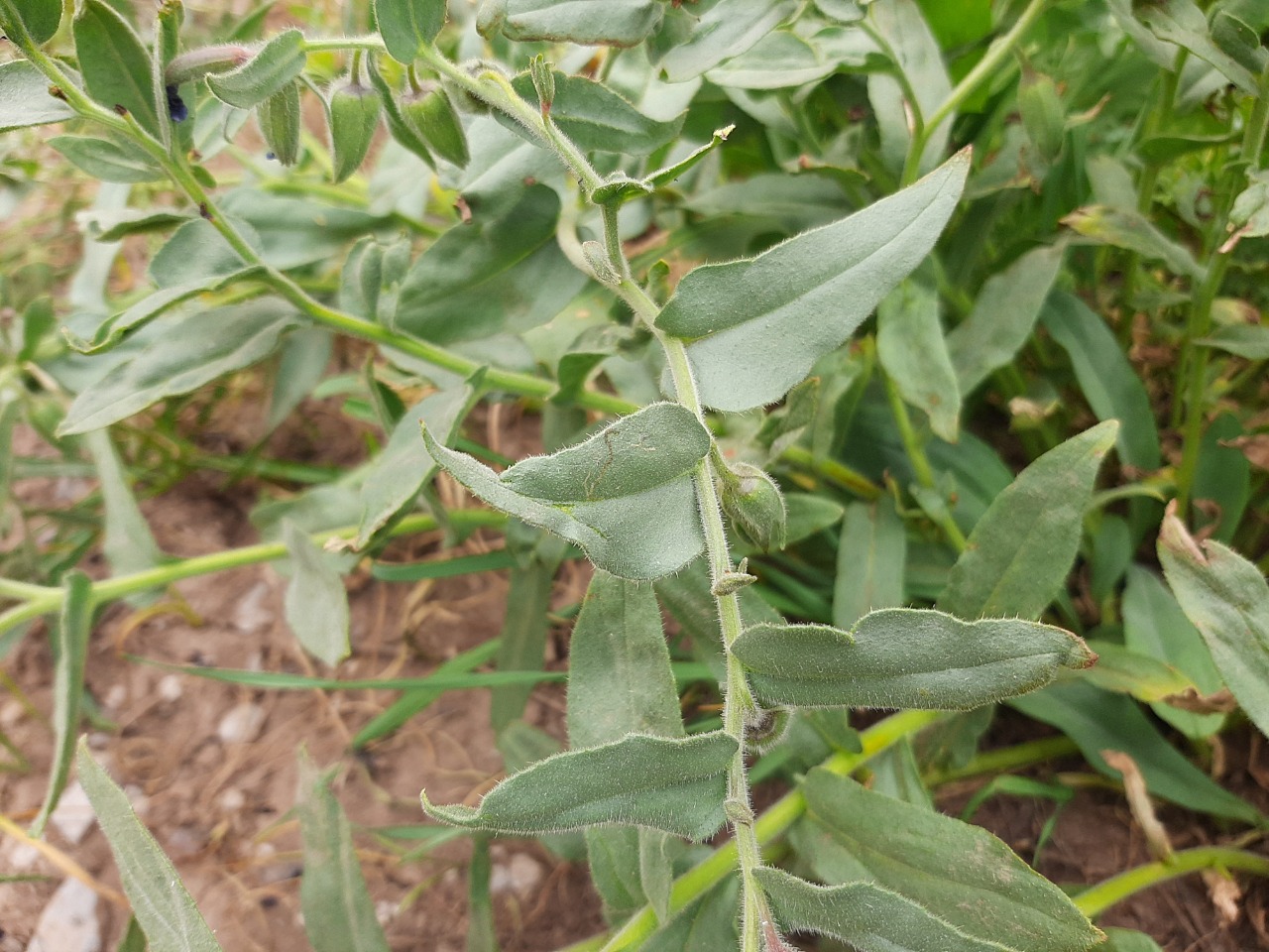 Nonea macrantha