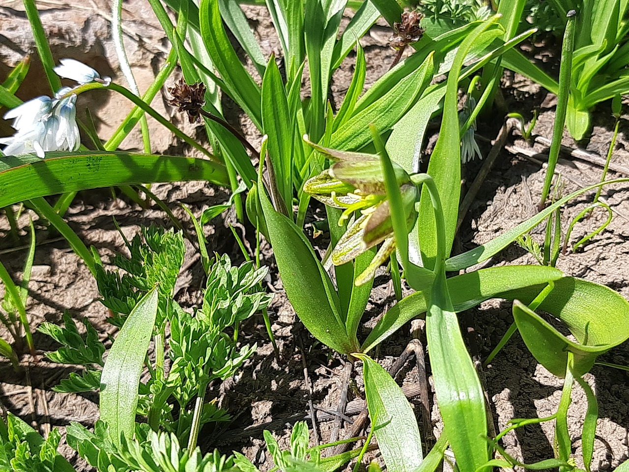 Fritillaria hakkarensis