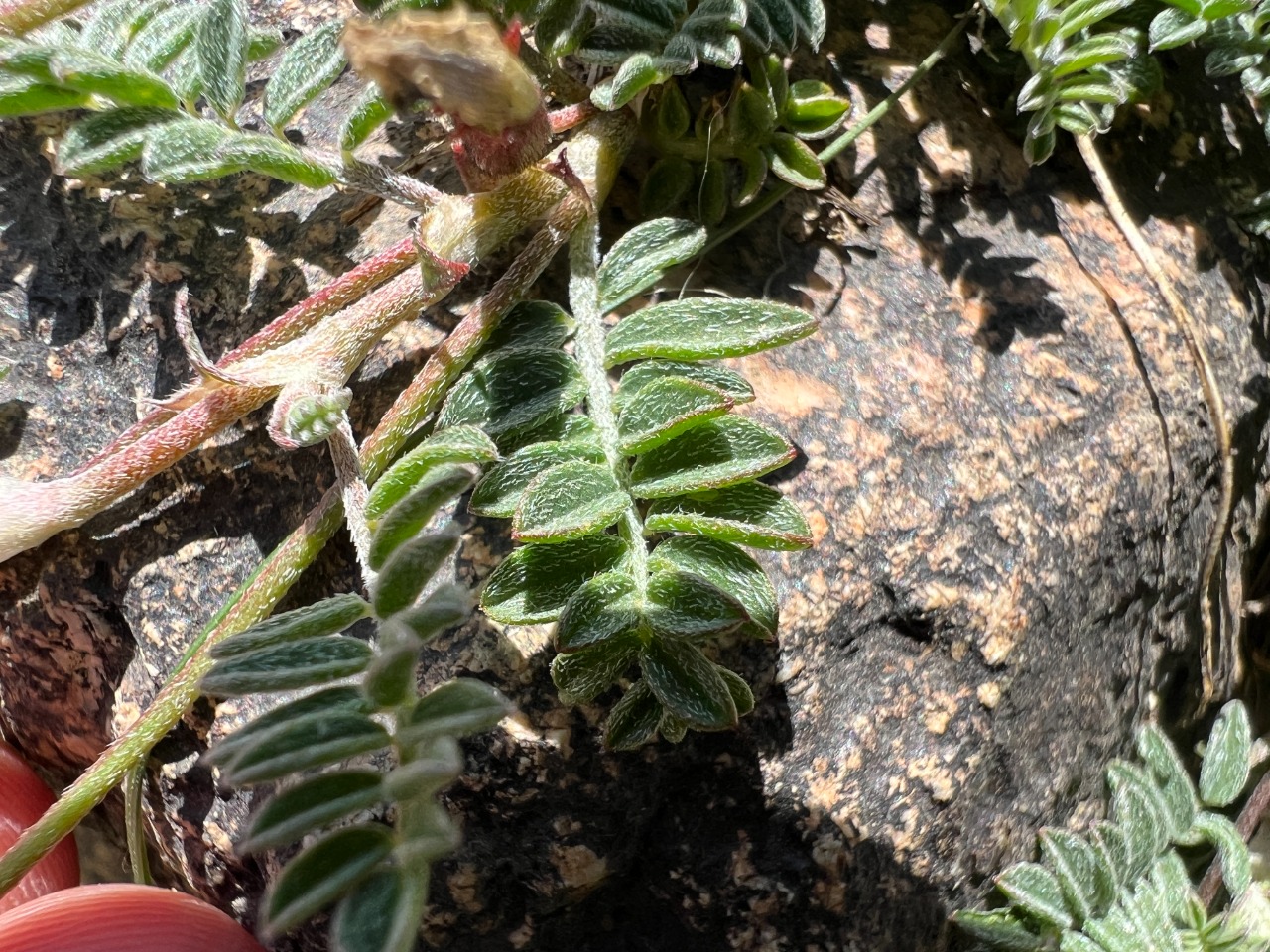 Astragalus sachanewii