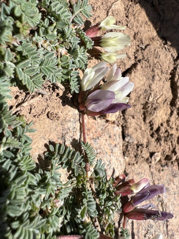 Astragalus sachanewii
