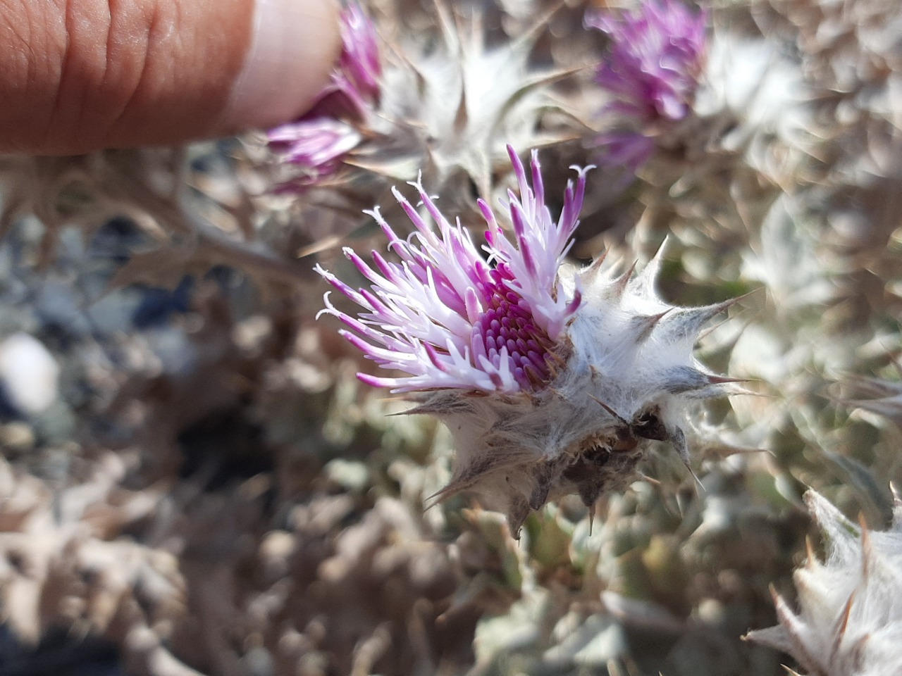 Cousinia eriocephala
