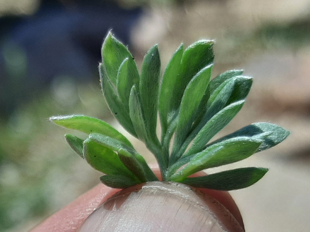 Artemisia splendens