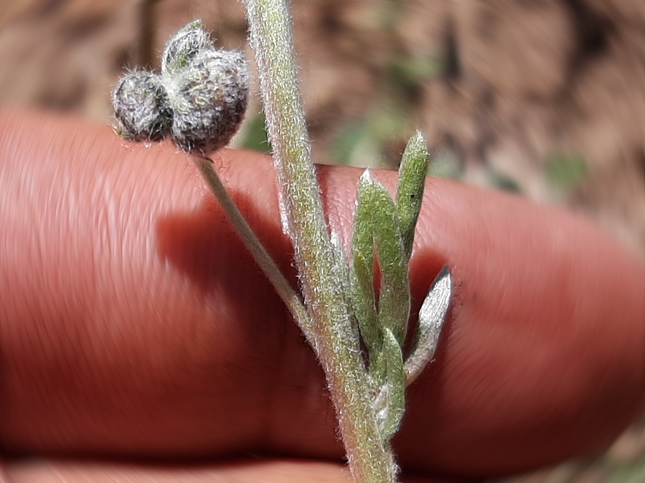 Artemisia splendens