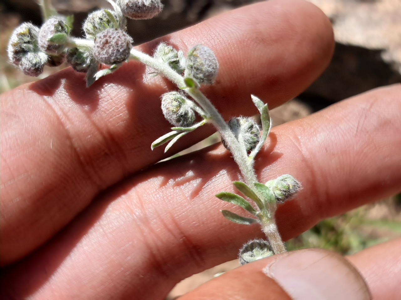 Artemisia splendens