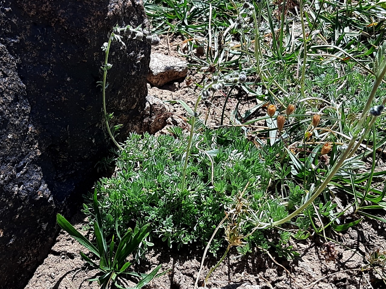Artemisia splendens