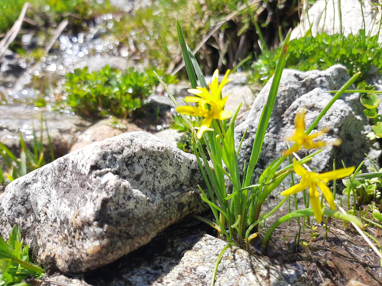 Gagea fragifera