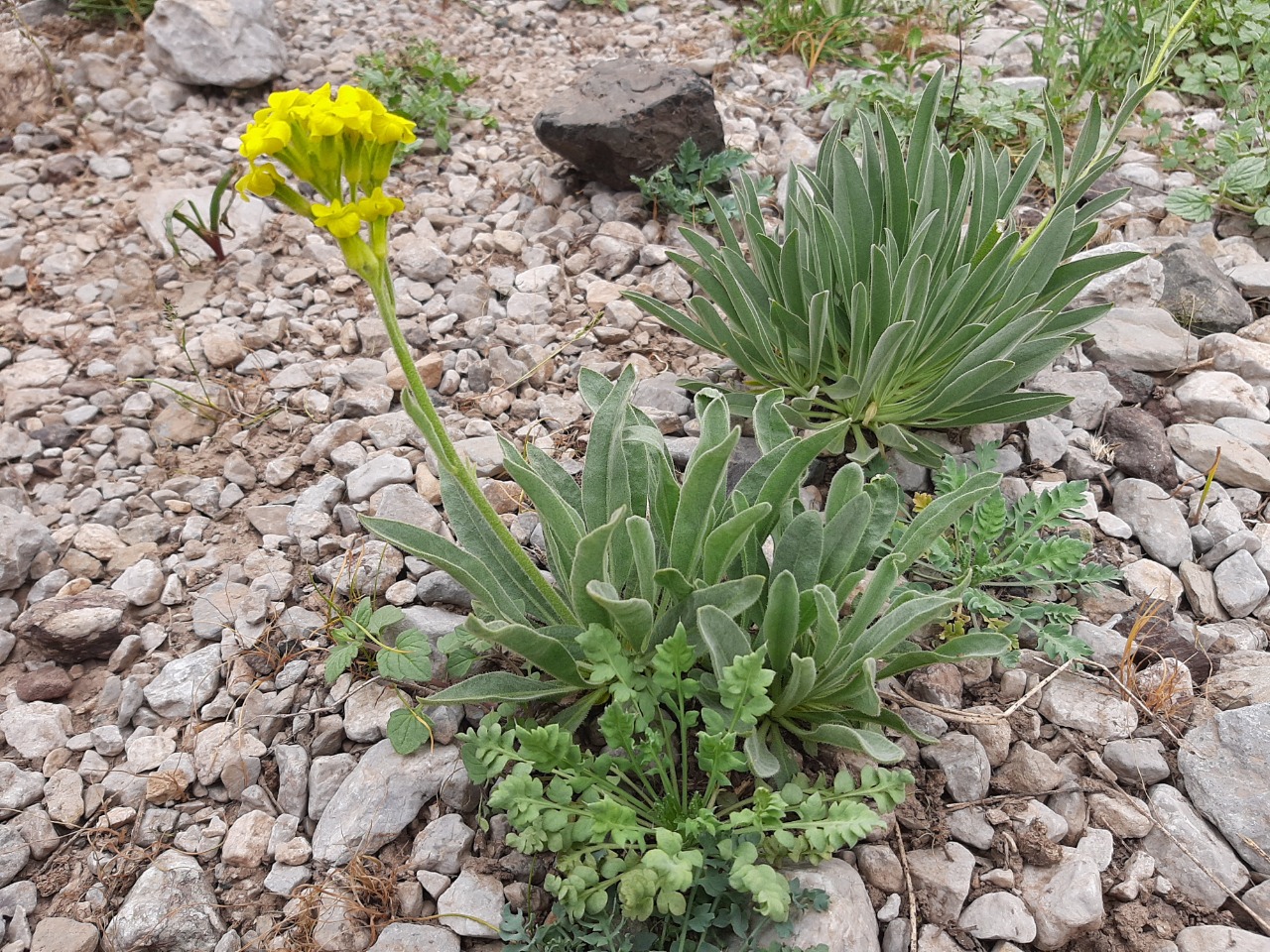 Sterigmostemum elichrysifolium