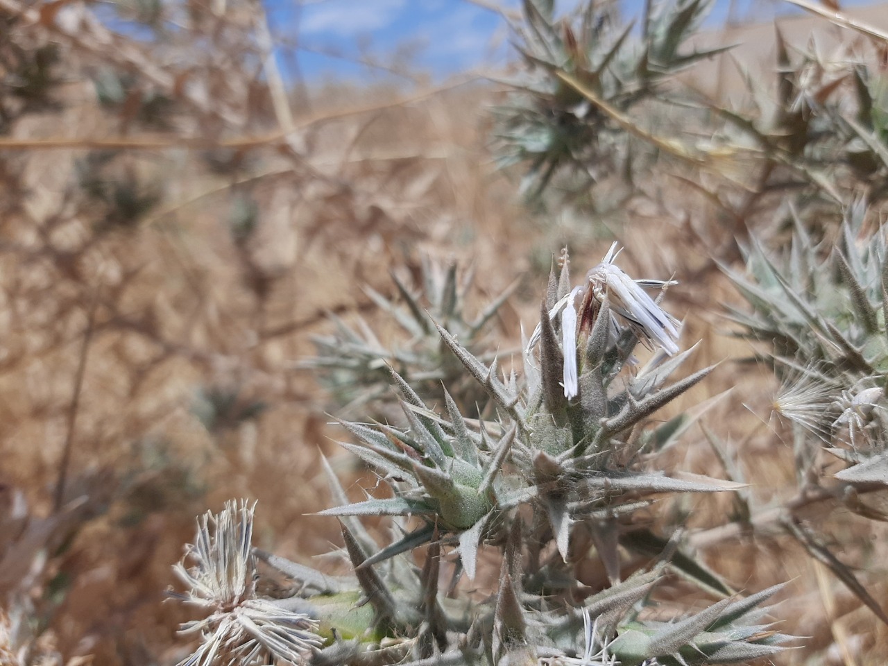 Carthamus glaucus