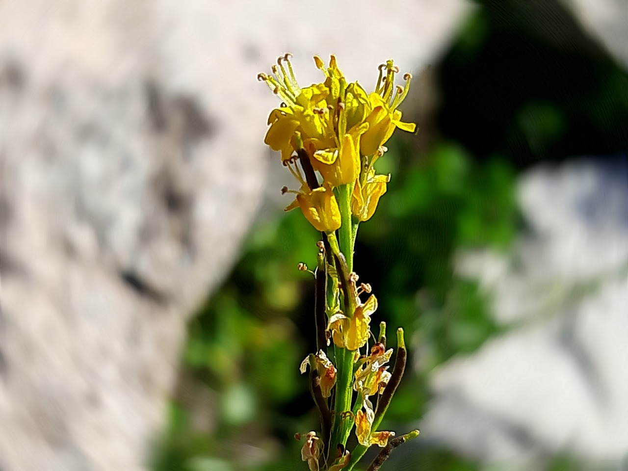 Barbarea platycarpa