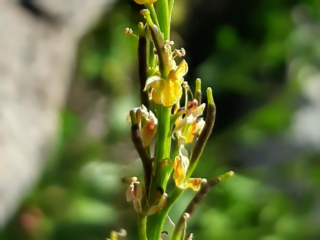 Barbarea platycarpa