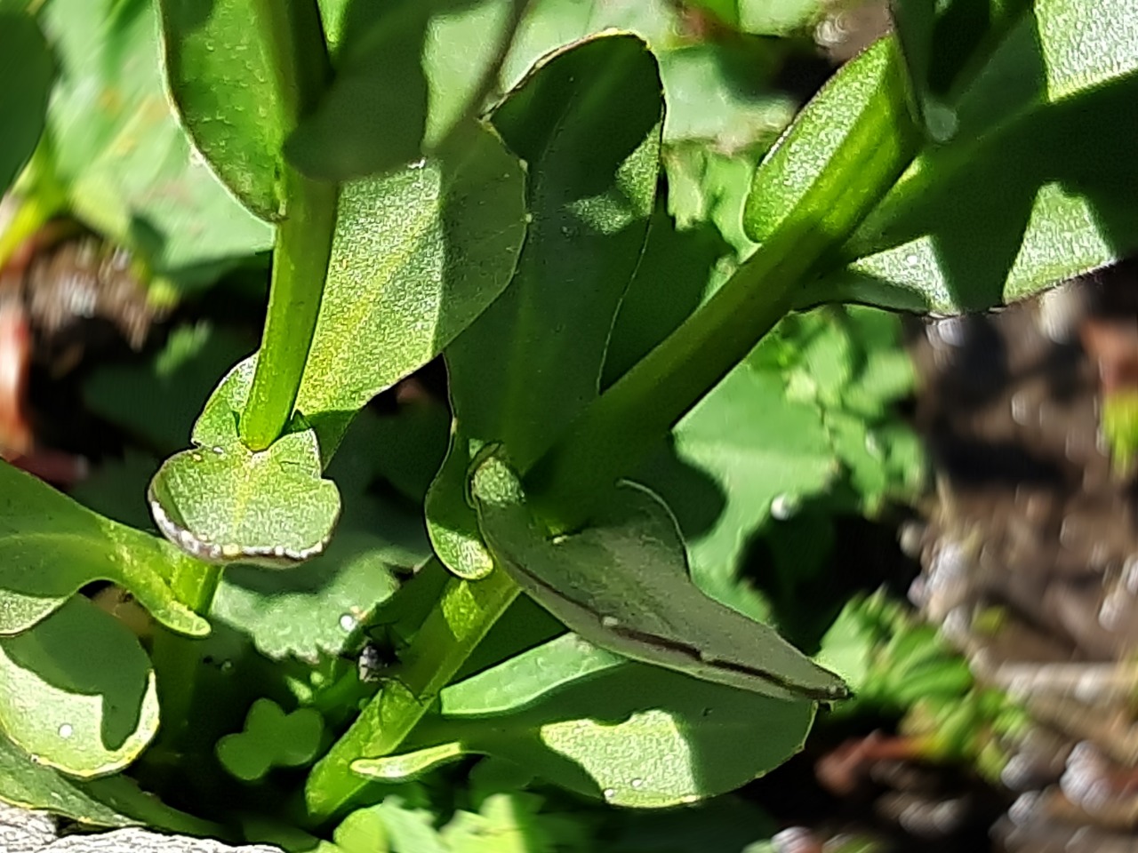 Barbarea platycarpa