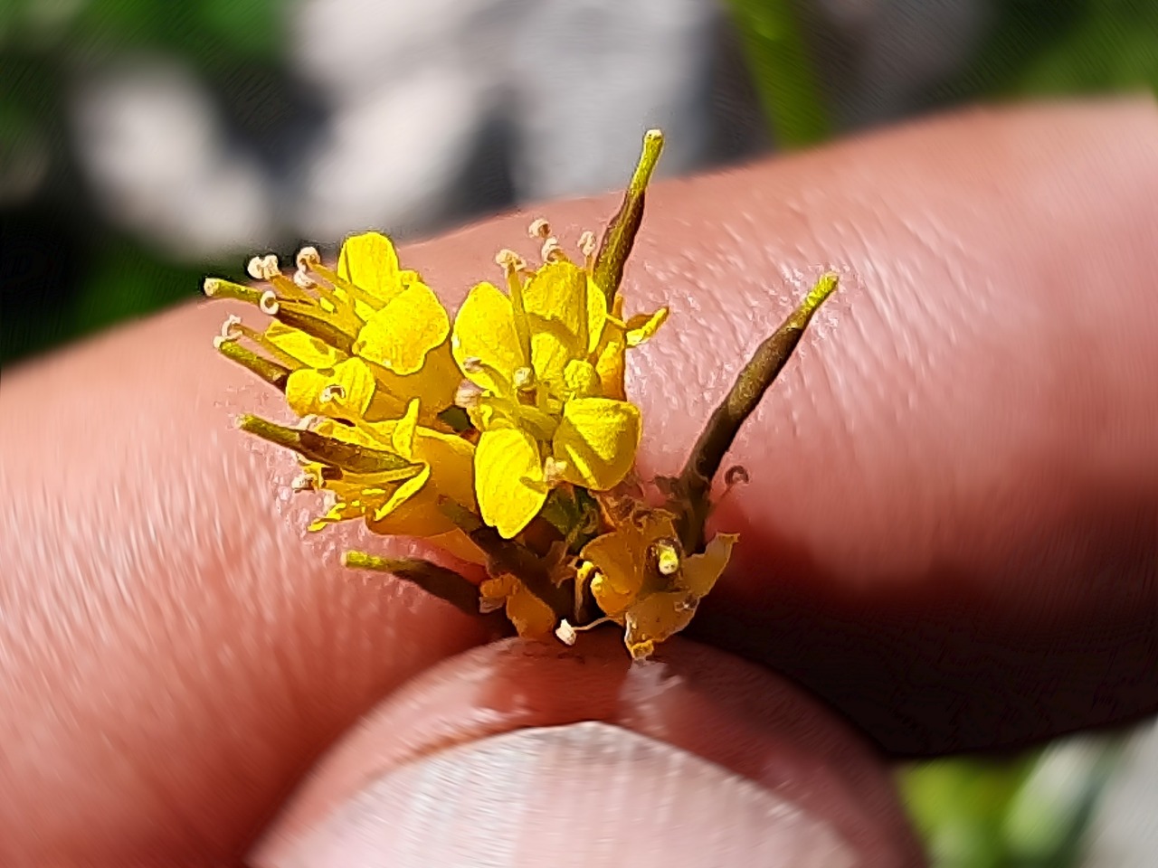 Barbarea platycarpa
