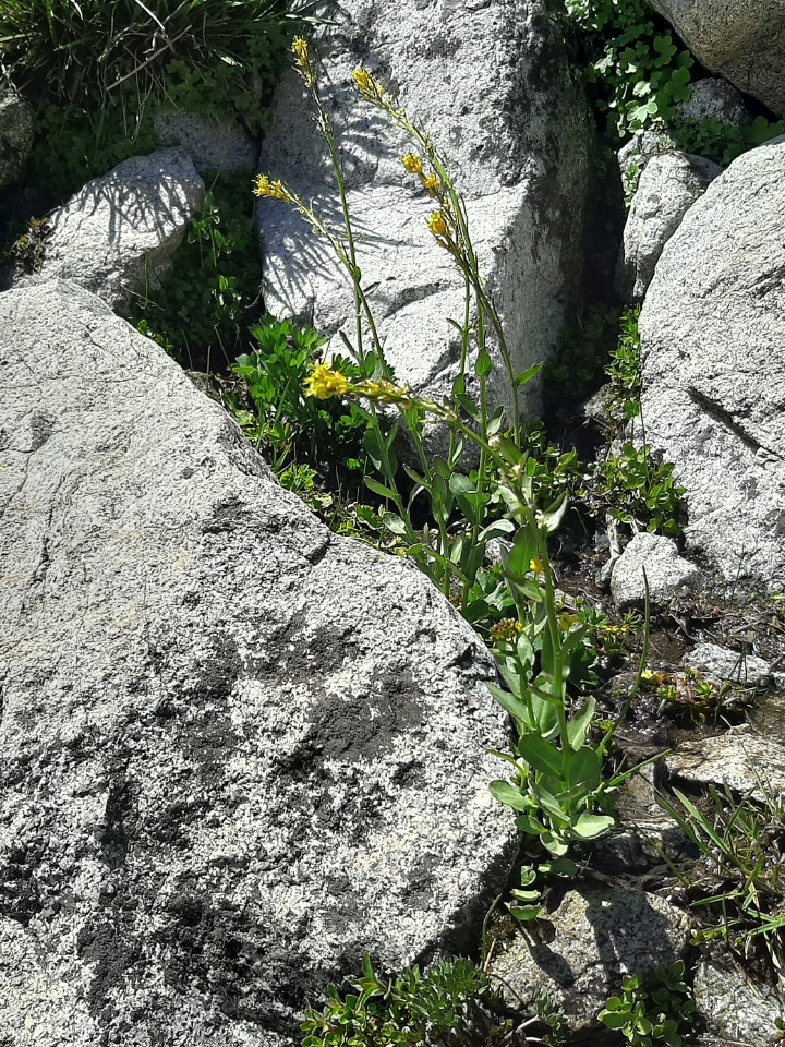 Barbarea platycarpa